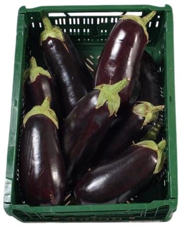 Eggplant 1 pc