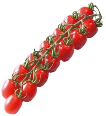 Freshly picked - Cherry tomatoes on a twig variety Strabena, tassel