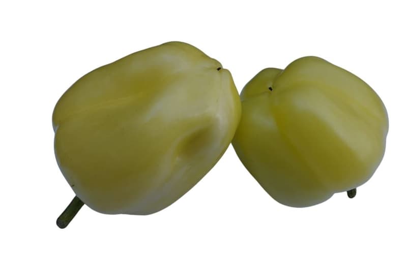 Pepper white 1pc