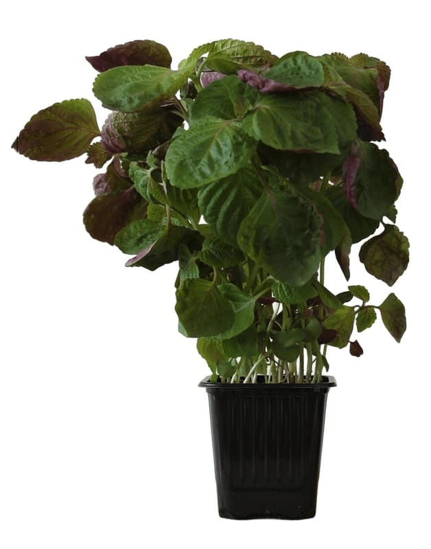 Perilla red in a pot