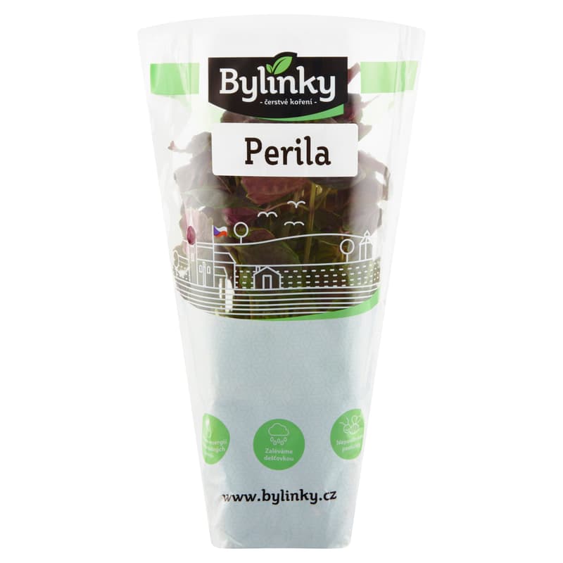 Perilla red in a pot