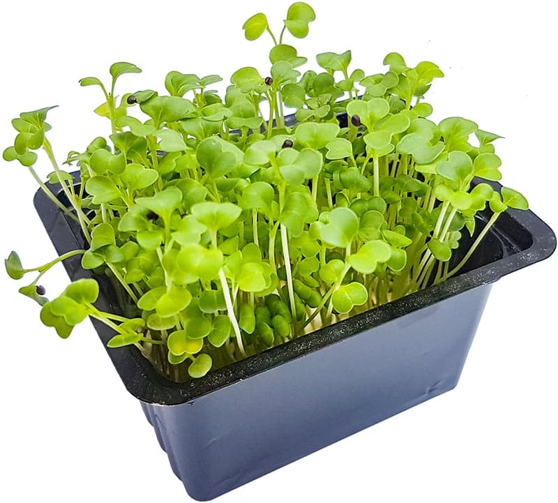 Microgreens – brokolice, vanička