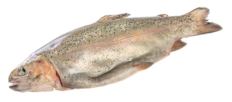 Fresh gutted trout