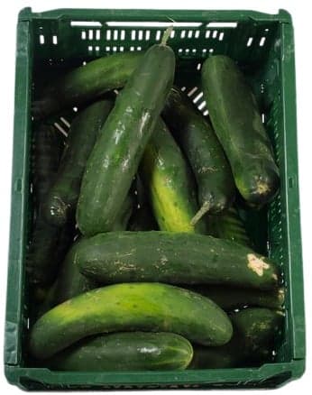 Cucumber 1 pc