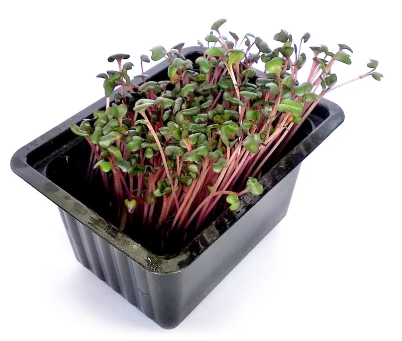 Microgreens – růžové zelí, vanička