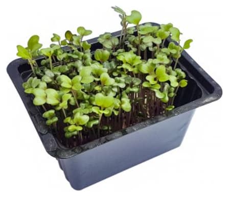 Microgreens – pikantní hořčice, vanička