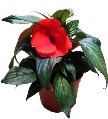 Impatiens mix colors, Ø flower pots 12cm