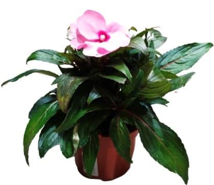 Impatiens mix colors, Ø flower pots 12cm