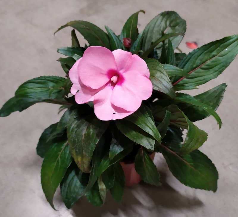 Impatiens mix colors, Ø flower pots 12cm