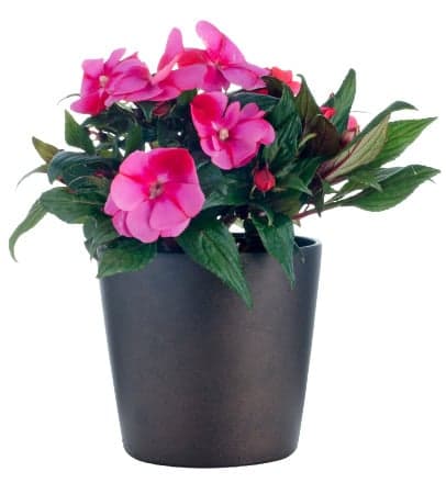Impatiens mix colors, Ø flower pots 12cm