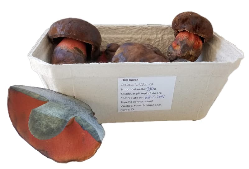 Boletus blacksmith - fresh punnet