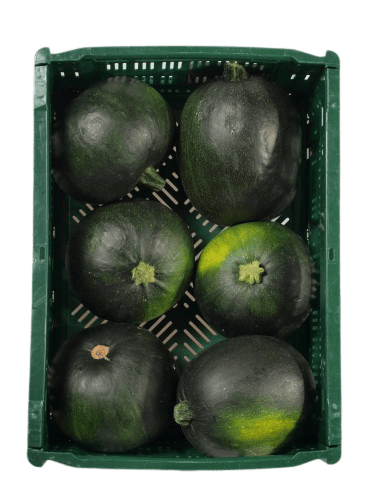Round zucchini 1 pc