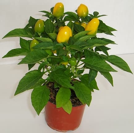 Chilli papričky (střední pálivost) Ø květináče 11 cm
