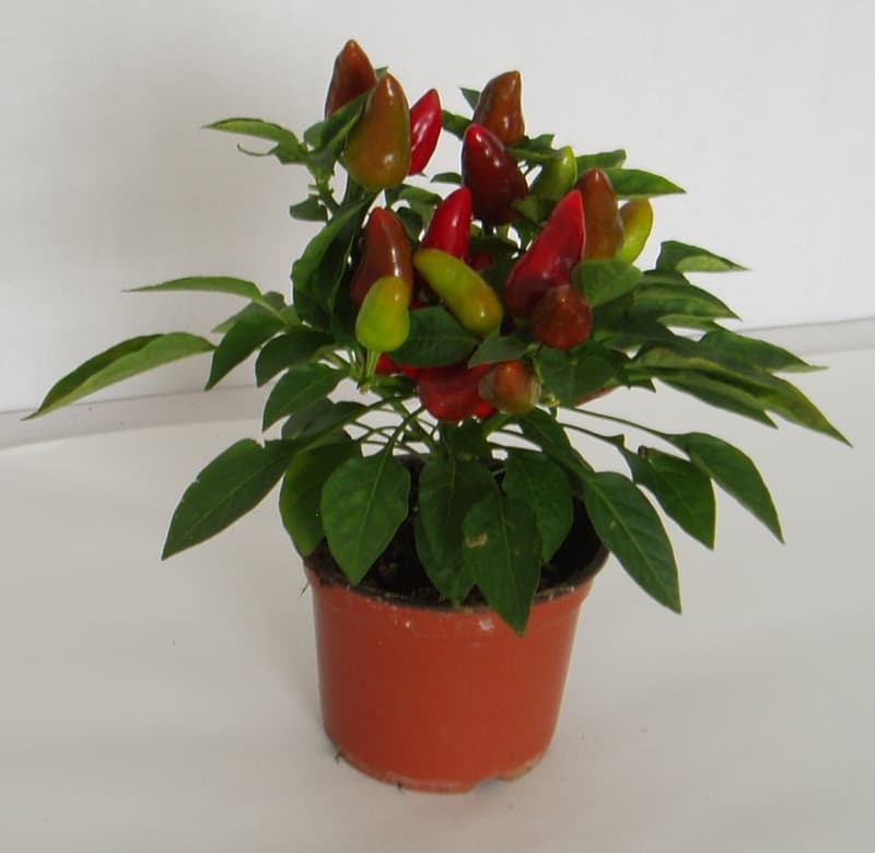 Chilli papričky (střední pálivost) Ø květináče 11 cm