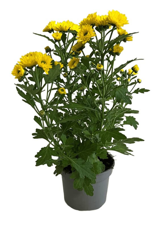 Chryzantéma řízená Ø květináče 11 cm
