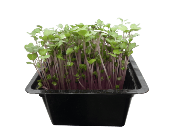 Microgreens - pink kohlrabi
