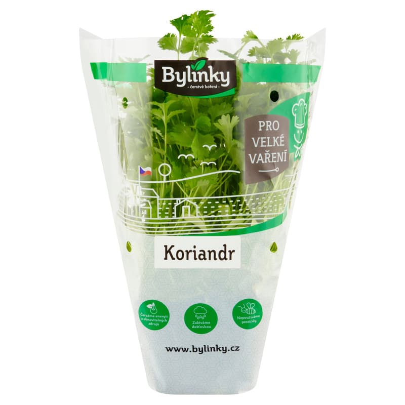 Koriandr v květináči XXL (Pro velké vaření)