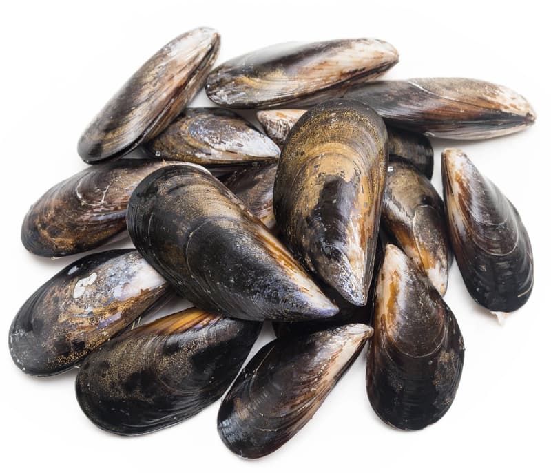MSC Fresh mussels Super