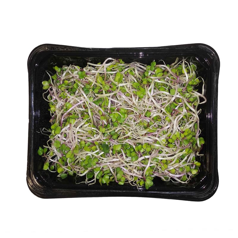 China Rose sprouts