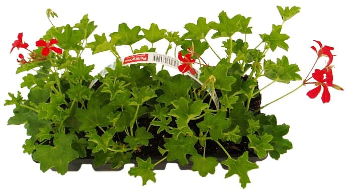 Muškáty převislé 10 ks, balení