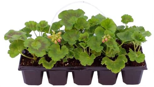 Geraniums (Pelargonium zonale) 10 pack, pack
