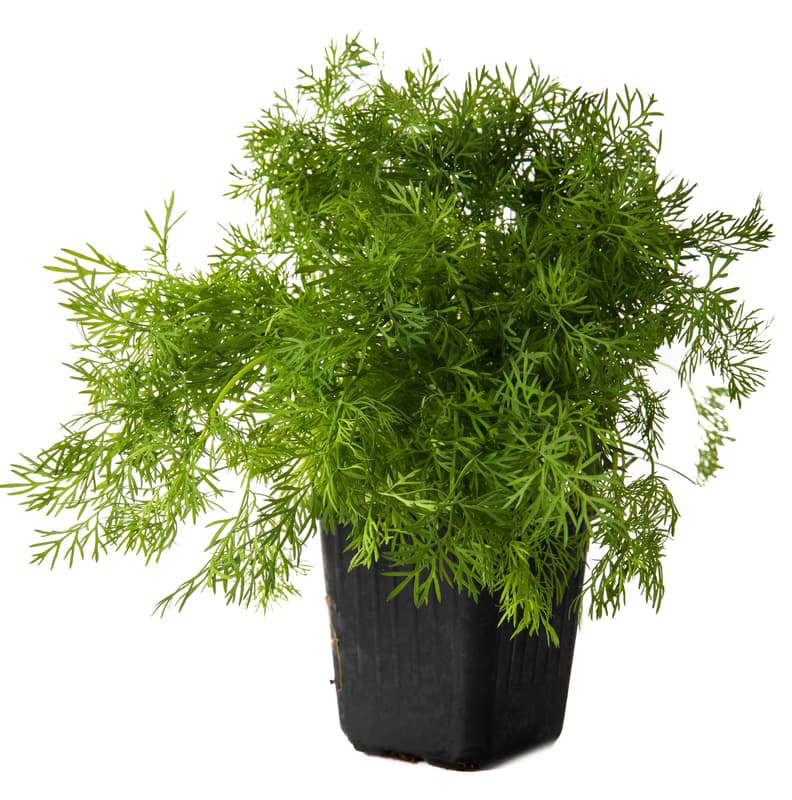 Dill in a pot