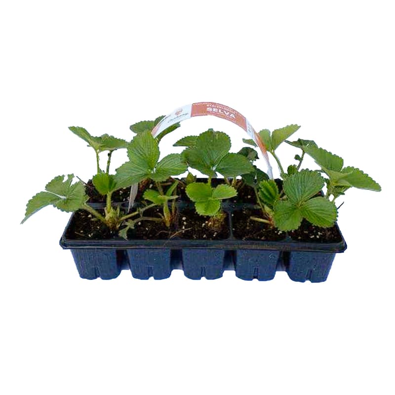 Jahodník stáleplodící - sazenice (Farma Vraňany) 10 pack, balení