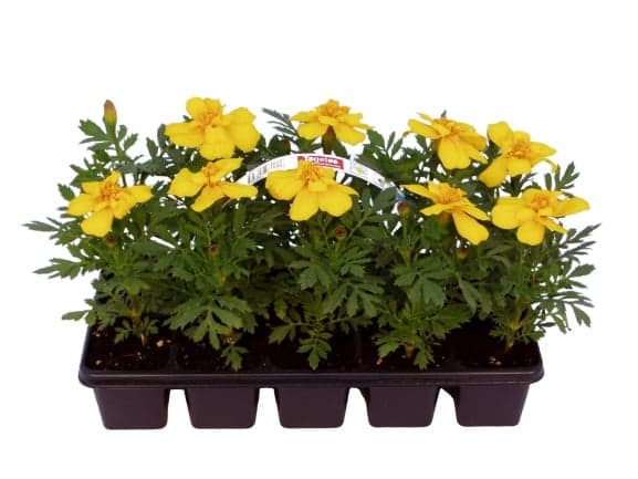 Afrikány 10 ks, balení