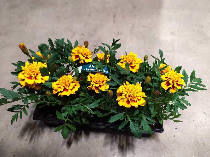 Afrikány 10 ks, balení