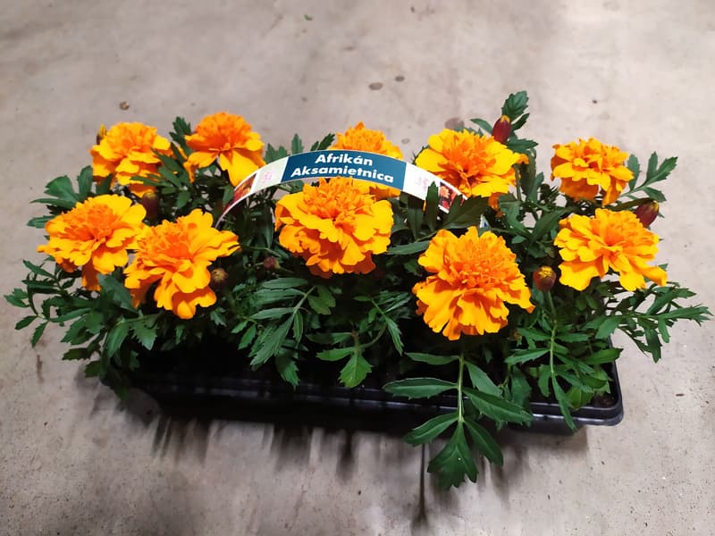 Afrikány 10 ks, balení