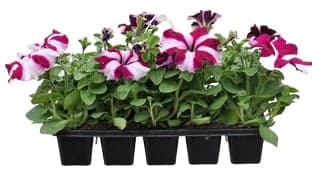 Petunia 10 pack, pack
