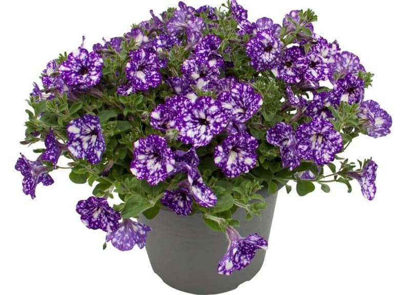 Petúnie noční obloha, Ø květináče 12 cm