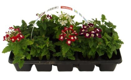 Verbena (sporýš) 10 ks, balení