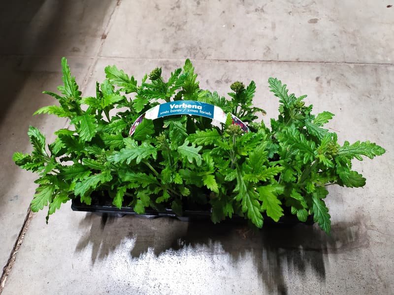 Verbena (sporýš) 10 ks, balení