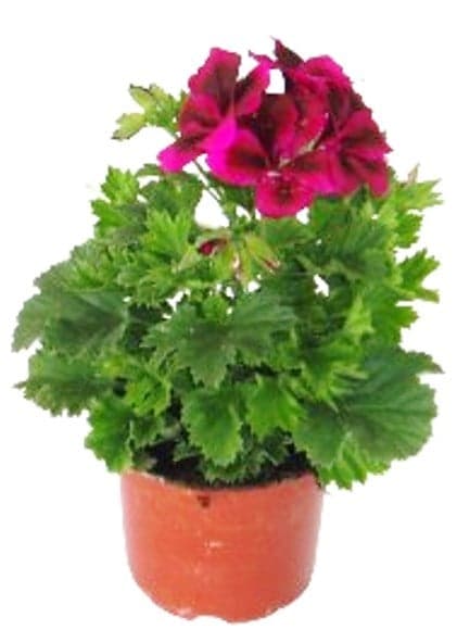 Muškát velkokvětý Ø květináče 12 cm
