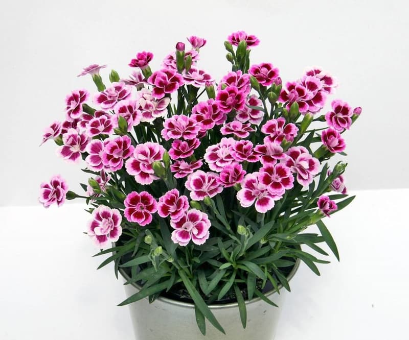Hvozdík karafiát "Pink kisses" Ø květináče 9 cm