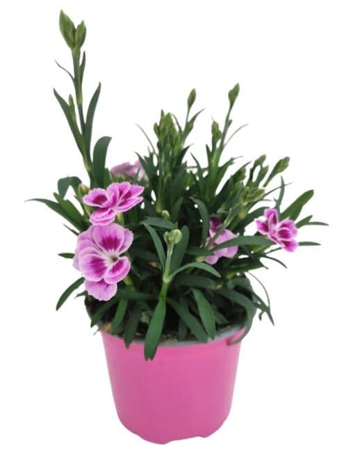 Hvozdík karafiát "Pink kisses" Ø květináče 9 cm