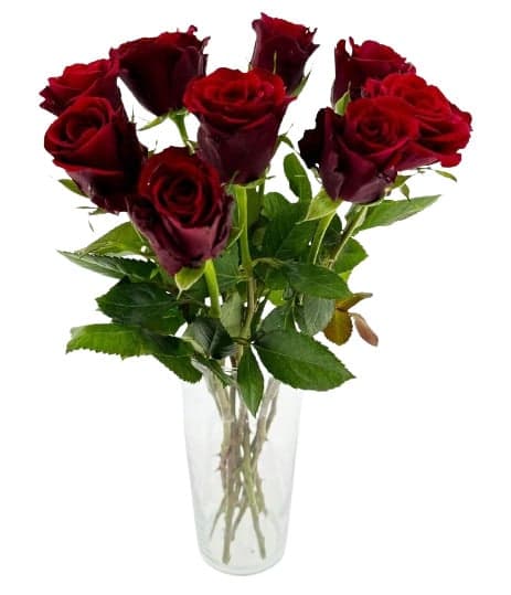 Red roses "Premium" 9 pcs, length 40 cm