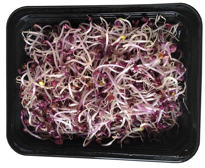 Raddish sprouts, tray