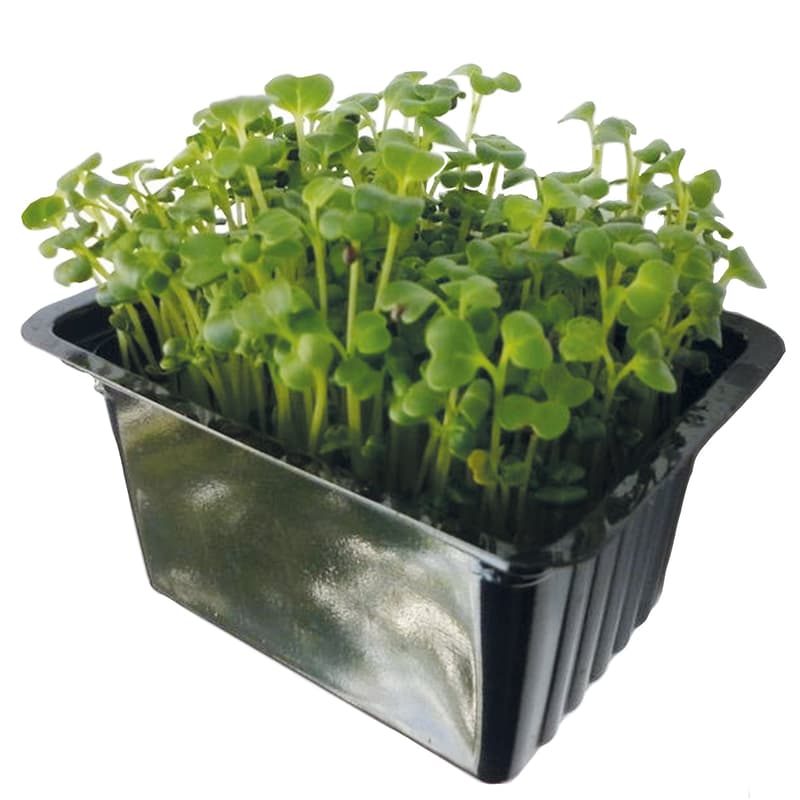 Microgreens - Komatsuna green, tub