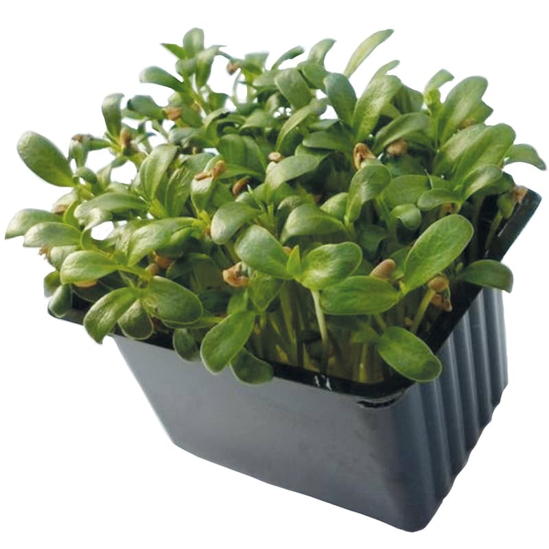 Microgreens - Fenugreek, tub