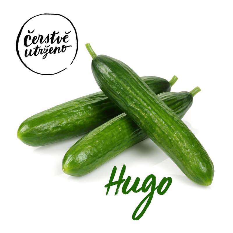 Freshly harvested – Cucumber (Hugo)