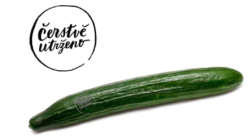 Freshly harvested – Cucumber (Hugo)