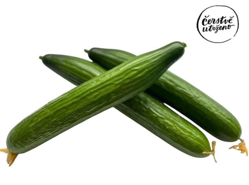 Freshly harvested – Cucumber (Hugo)
