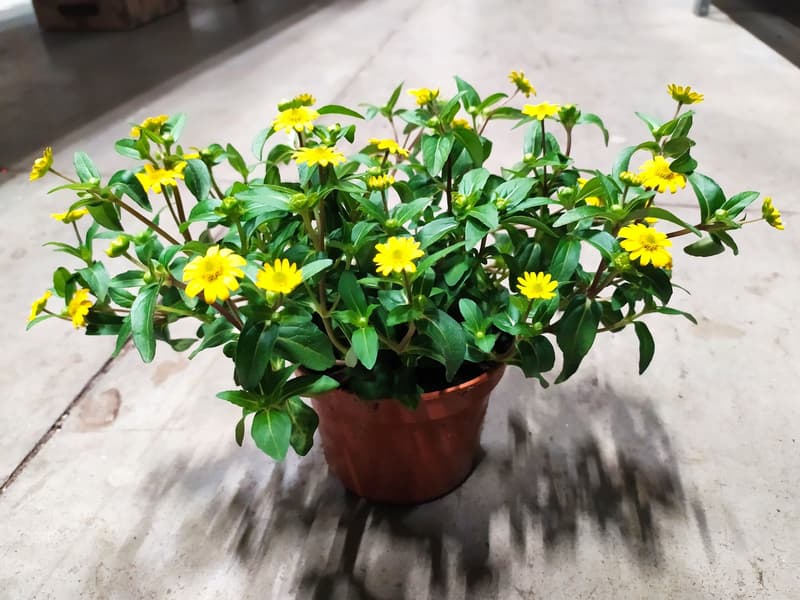 Sanvitalia "aztécké zlato" Ø květináče 10,5 cm