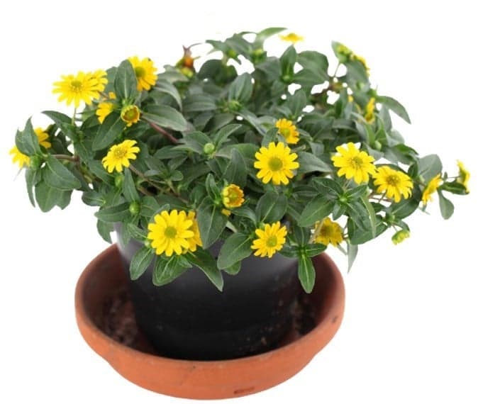 Sanvitalia "aztécké zlato" Ø květináče 10,5 cm