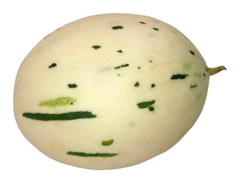 White sugar melon (variety Snow)