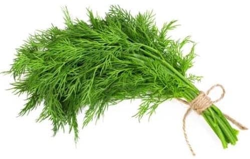 Kopr řezaný, svazek