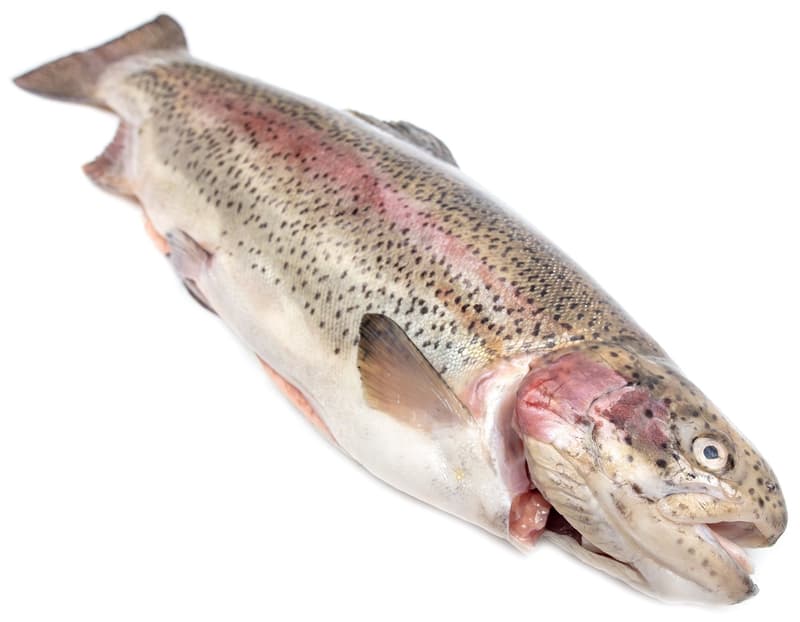 Fresh salmon trout, VAC (defrost)