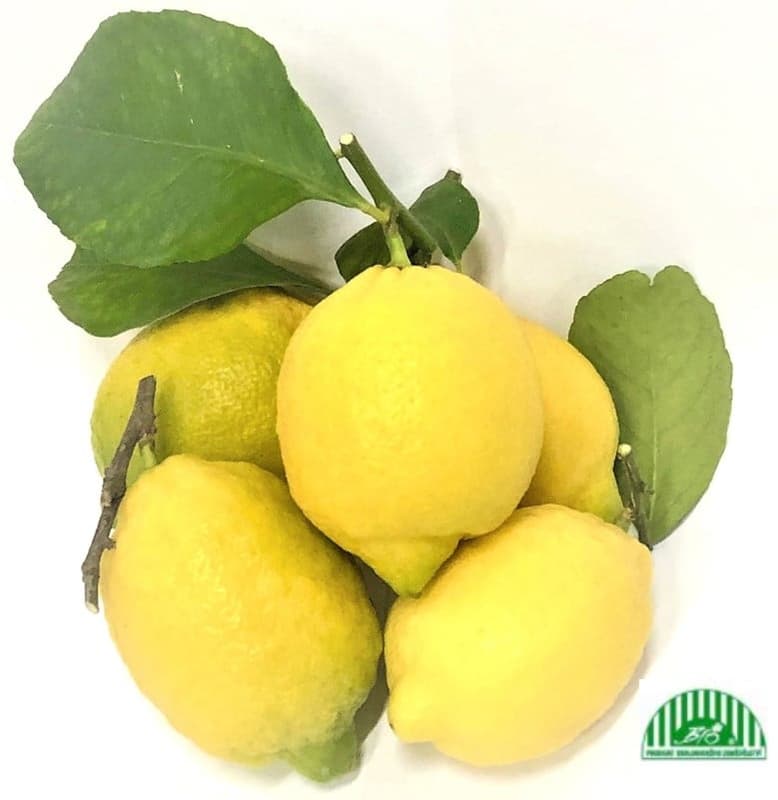 BIO Lemons, pack